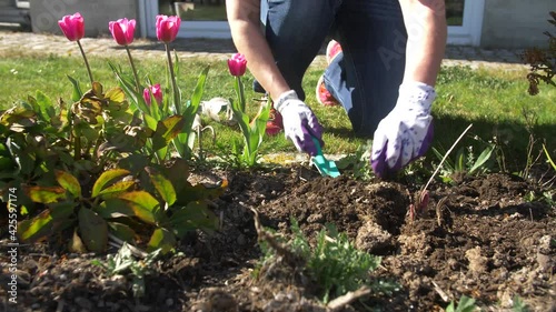 Woman is weeding in her garden
