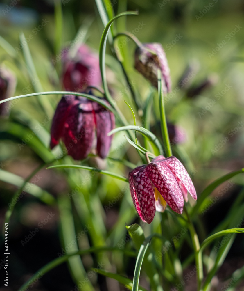 Purple chequered Snake's Head Fritillary flowers grow in a suburban garden in Pinner, Middlesex UK. Photographed on a sunny day in early April. Purple chequered Snake's Head Fritillary flowers grow in a suburban garden in Pinner, Middlesex UK. Photographed on a sunny day in early April.
