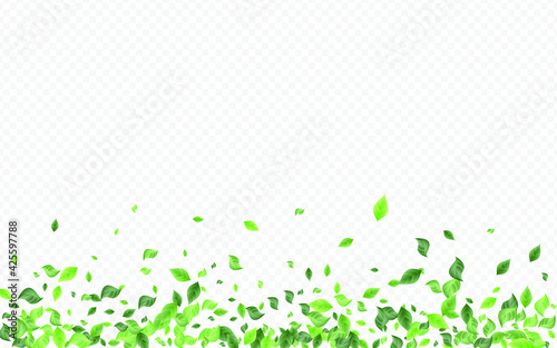 Lime Leaves Spring Vector Transparent Background Pattern. Herbal Leaf Branch. Green Foliage Flying Border. Greenery Blur Backdrop.