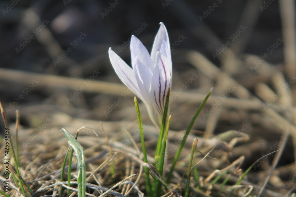 white crocus flower white crocus flower