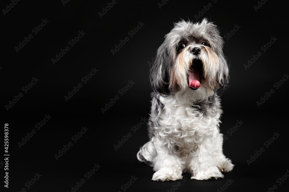 Adorable Bichon Havanese dog with bushy hair yawning Adorable Bichon Havanese dog with bushy hair yawning