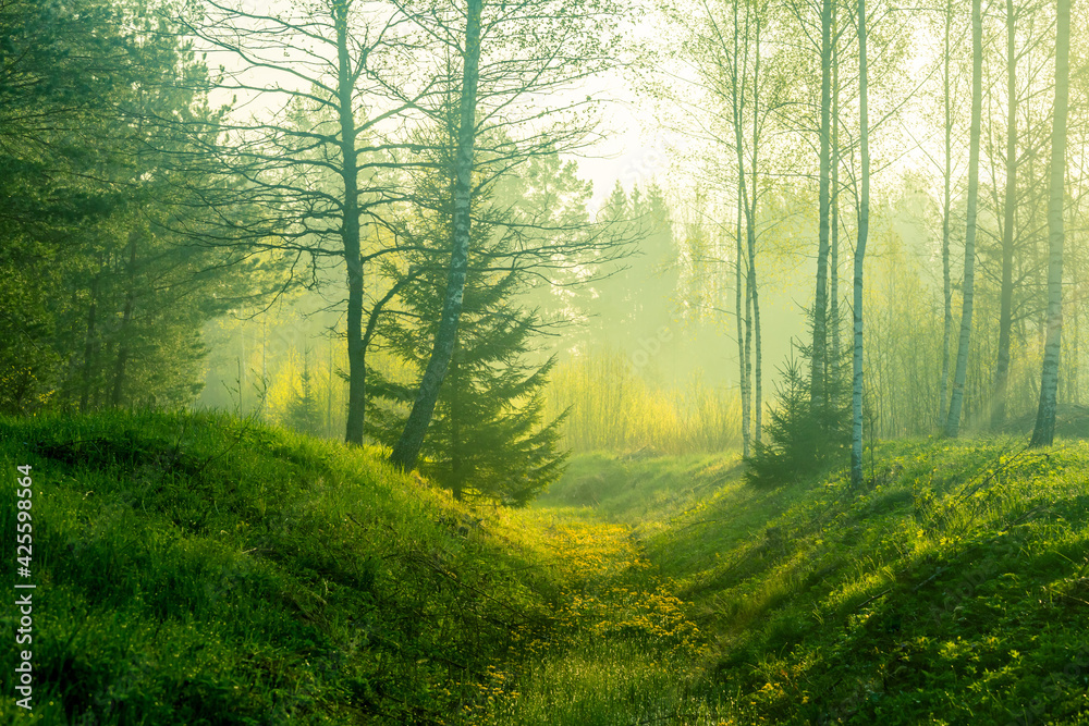 Obraz premium A beautiful, green scenery of a roadside ditch with birch and spruce trees groving. Fresh spring leaves in the soft, diffused morning light. Springtime landscape of Northern Europe.