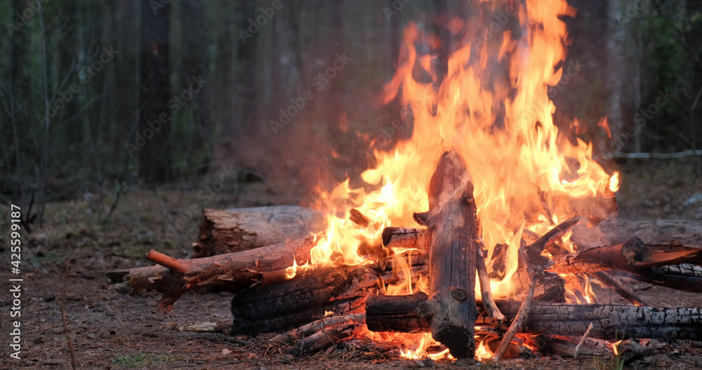 Large burning fire in the forest in cloudy weather. Low angle view to the fire with large flames. Burning fire of large logs on an autumn evening.. Large burning fire in the forest in cloudy weather. Low angle view to the fire with large flames. Burning fire of large logs on an autumn evening..