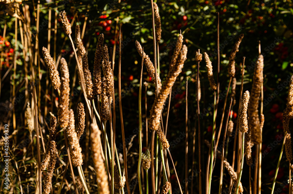 incense sticks