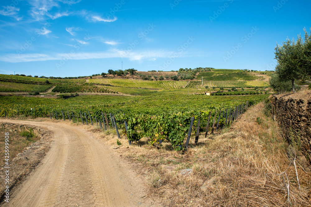 Fototapeta premium Land planted with vines for the wine harvest