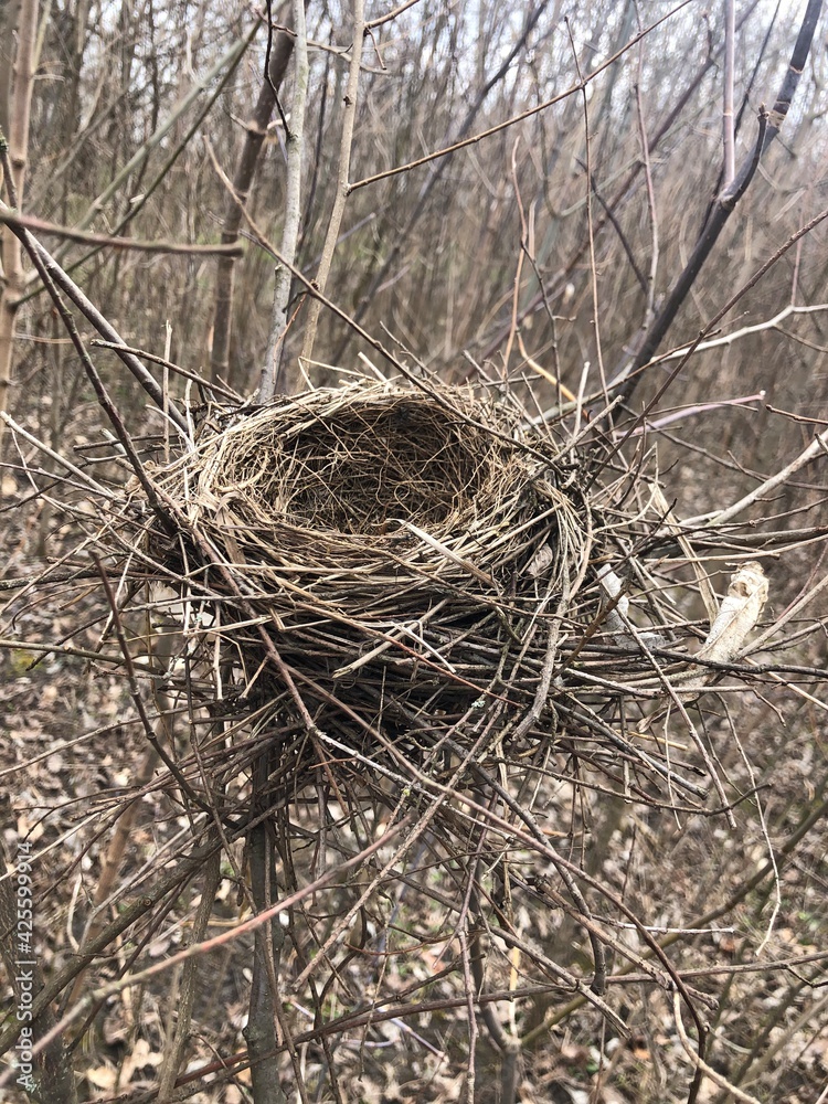 bird nest on tree