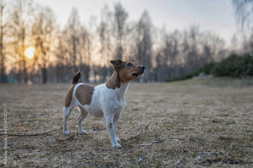 Young handsome jack russell terrier playing in the evening park.