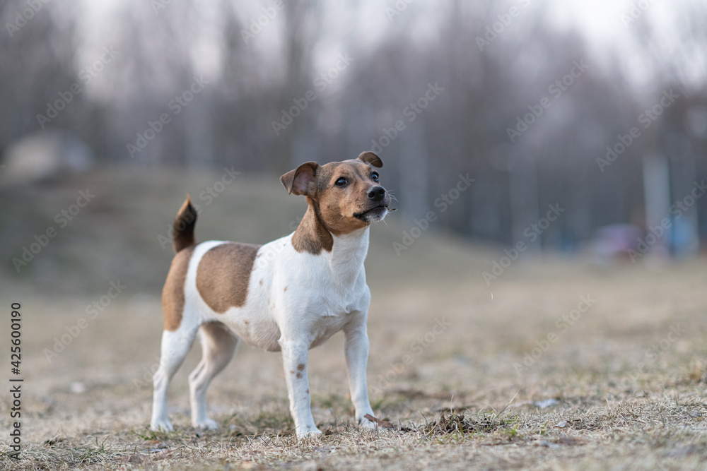 Young handsome jack russell terrier playing in the evening park.