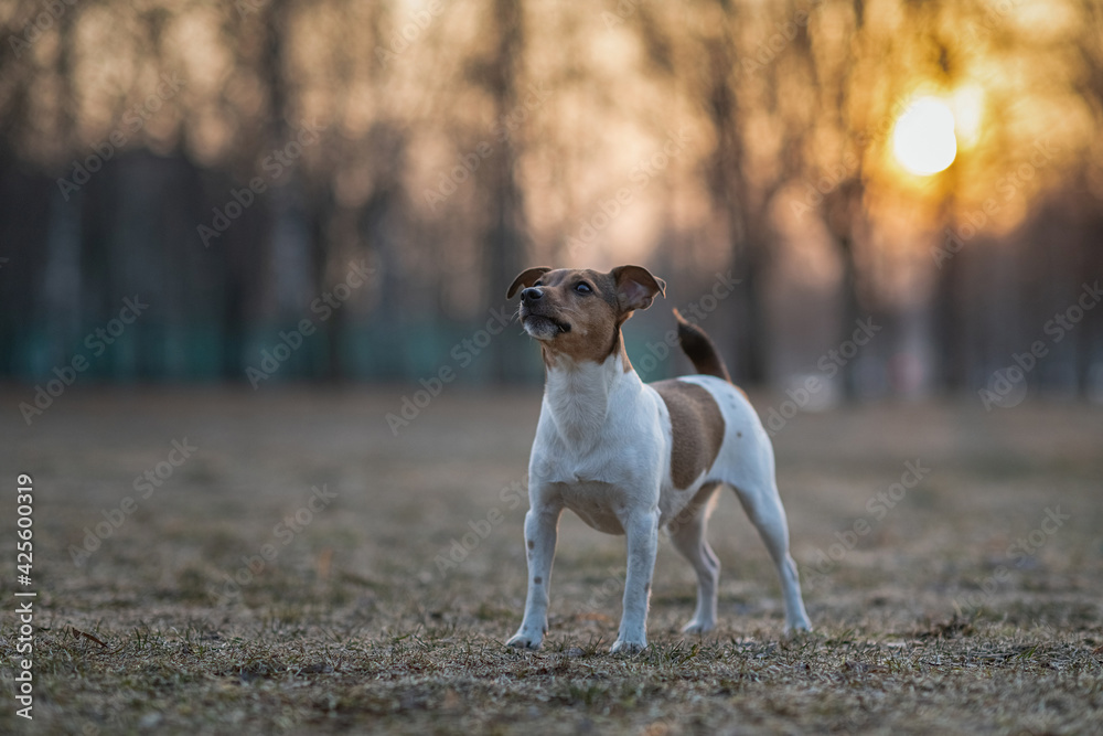 Young handsome jack russell terrier playing in the evening park. Young handsome jack russell terrier playing in the evening park.