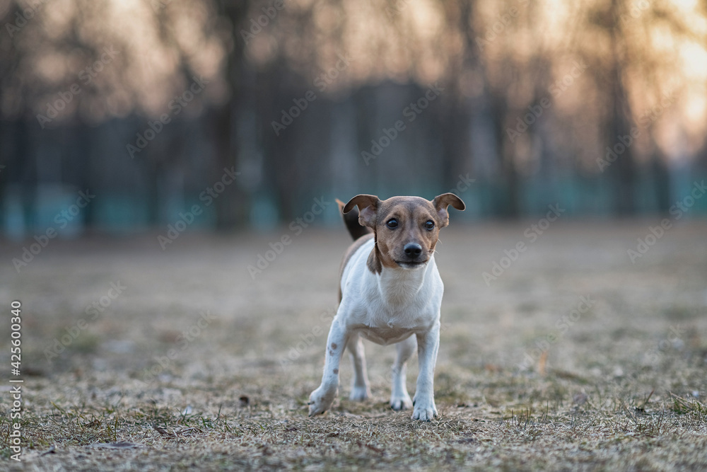 Young handsome jack russell terrier playing in the evening park.