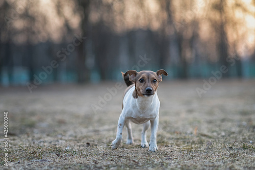 Young handsome jack russell terrier playing in the evening park. © shymar27