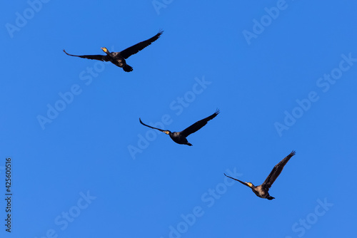 Great Cormorant. Phalacrocorax carbo.