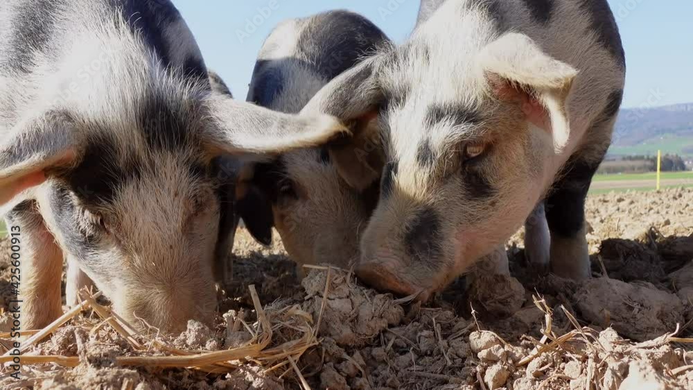 Group of sweet pigs with black dots eating hay in soil during sunny day on agricultural farm. Close up shot. Group of sweet pigs with black dots eating hay in soil during sunny day on agricultural farm. Close up shot.
