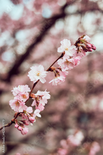Branches of blossoming pink cherry against dreamy nature outdoors background. Spring flowers close-up, spring in nature.