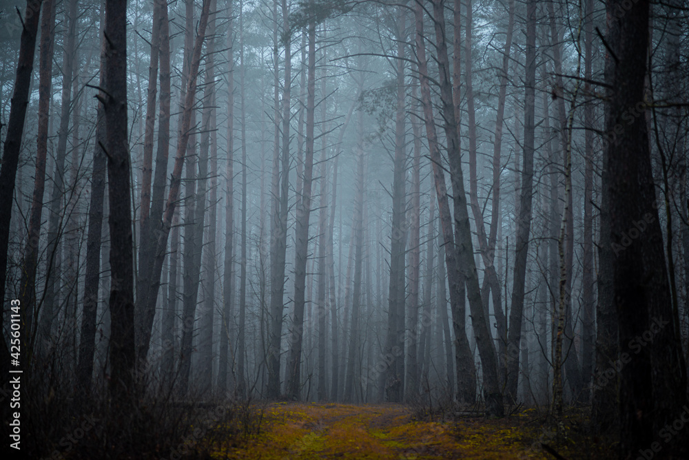 Fototapeta premium Twilight in the foggy forest