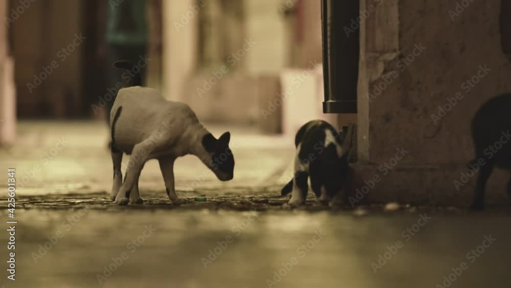 Stray Hungry group of cats gathering on Muscat Street Corner, in Oman