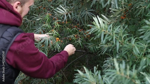 A man picks sea buckthorn berries from a branch. Autumn harvesting photo