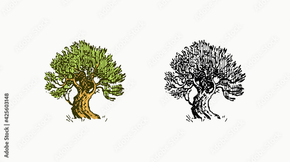 Naklejka premium Olive tree in vintage style. The national symbol of Greece. Hand drawn engraved sketch in vintage style. Template for cards, labels or web sites.