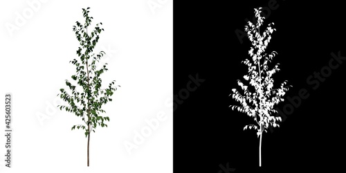 Front view of Plant ( Betula utilis Himalayan birch 1 ) Tree png with alpha channel to cutout made with 3D render 