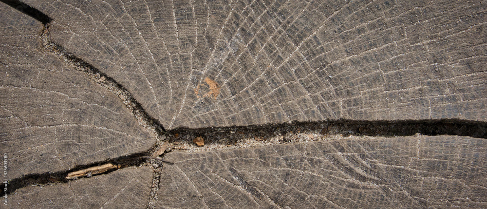 Obraz premium Przekrój pnia drzewa, abstrakcja, tekstura.