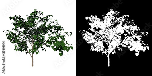 Front view of Plant ( Cercis canadensis Eastern Redbud 2) Tree png with alpha channel to cutout made with 3D render 