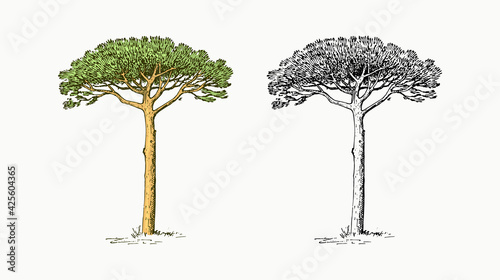  Stone pine tree in vintage style. The national symbol of Greece. Hand drawn engraved sketch in vintage style. Template for cards, labels or web sites.