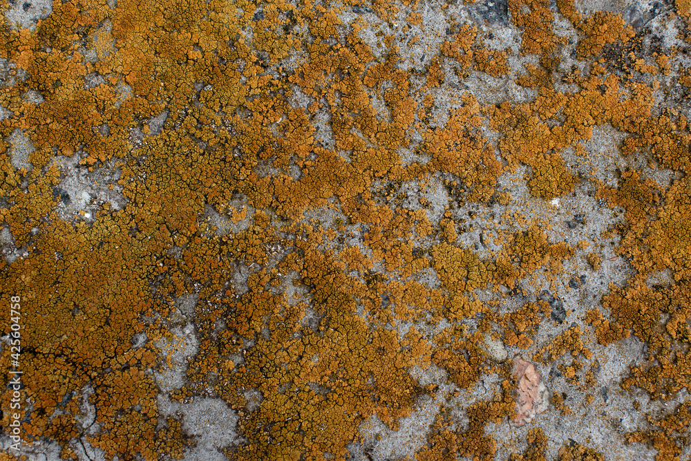 Stone wall covered by orange and green lichen