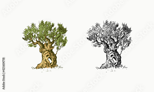 Olive tree in vintage style. The national symbol of Greece. Hand drawn engraved sketch in vintage style. Template for cards, labels or web sites.
