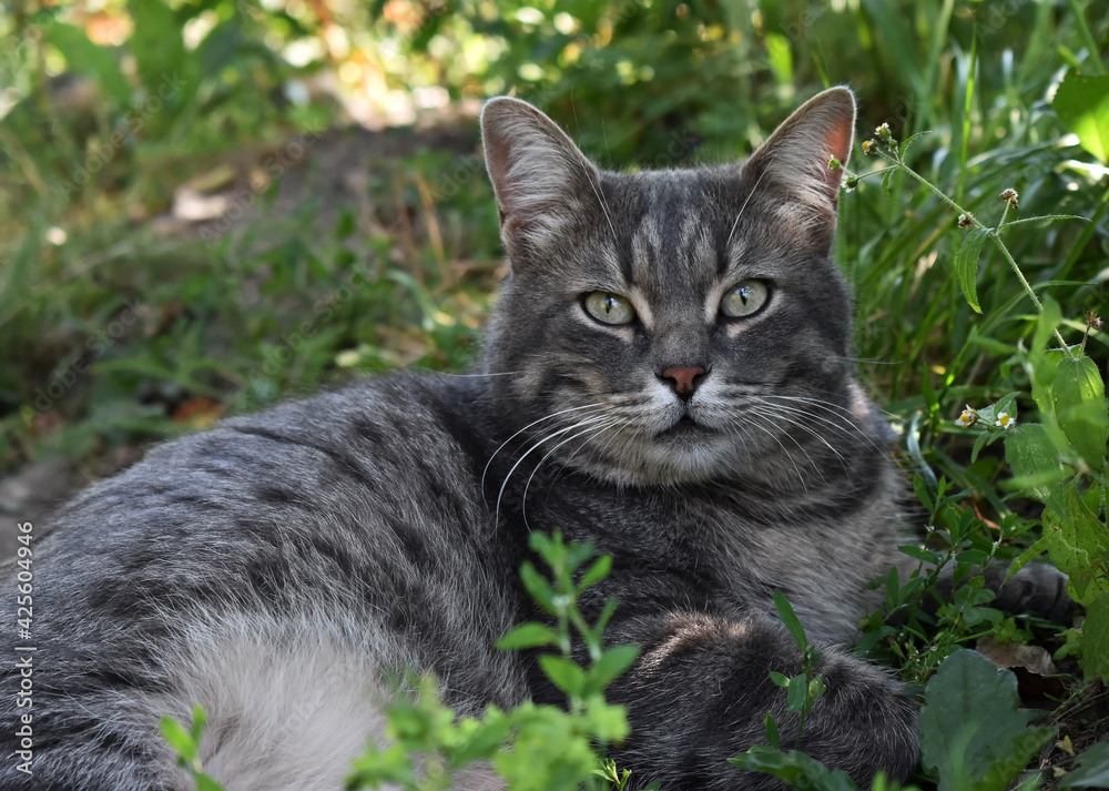 tabby cat lies in the grass