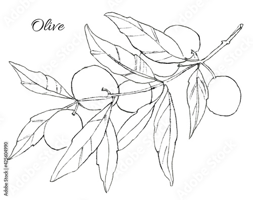 Kitchen herbs, olive branch, black line, hand-drawing