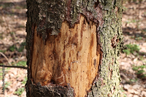 A tree trunk damaged by a bark beetle photo