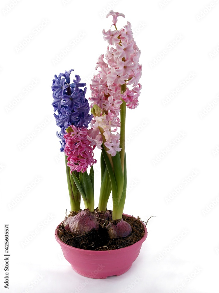 Naklejka premium multicolor,fragrant flowers of spring plant hyacinth