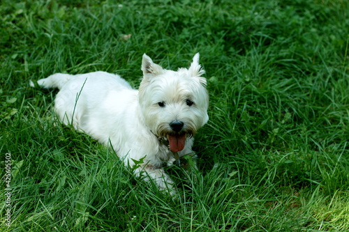 jack russell terrier on grass
