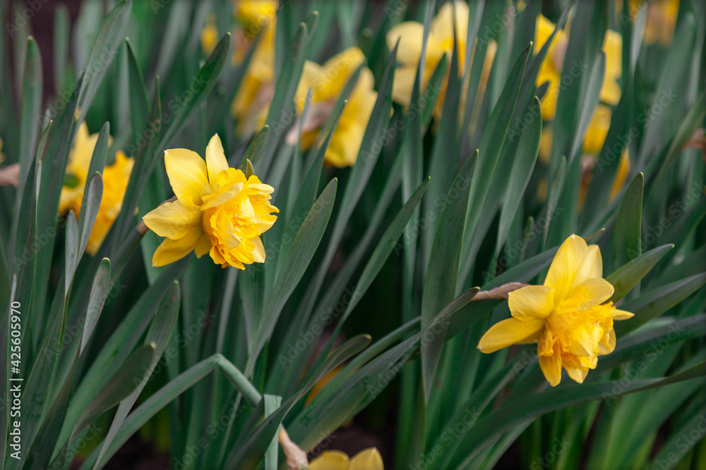 Yellow daffodils grow among green foliage Yellow daffodils grow among green foliage