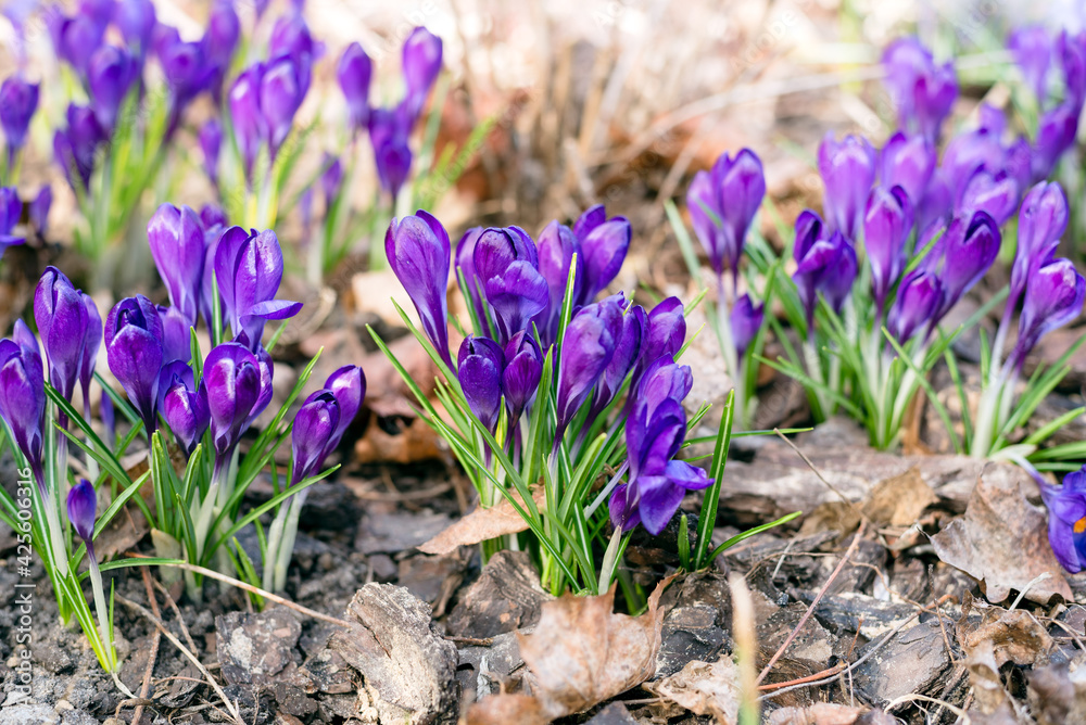 Purple crocuses blooming in the park. Crocus heuffelianus in the sunshine. Close up, soft focus. Spring nature background.