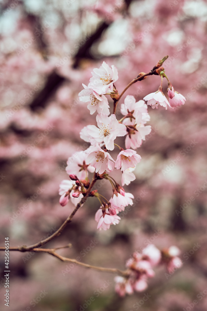 Branches of blossoming pink cherry against dreamy nature outdoors background. Spring flowers close-up, spring in nature. Branches of blossoming pink cherry against dreamy nature outdoors background. Spring flowers close-up, spring in nature.