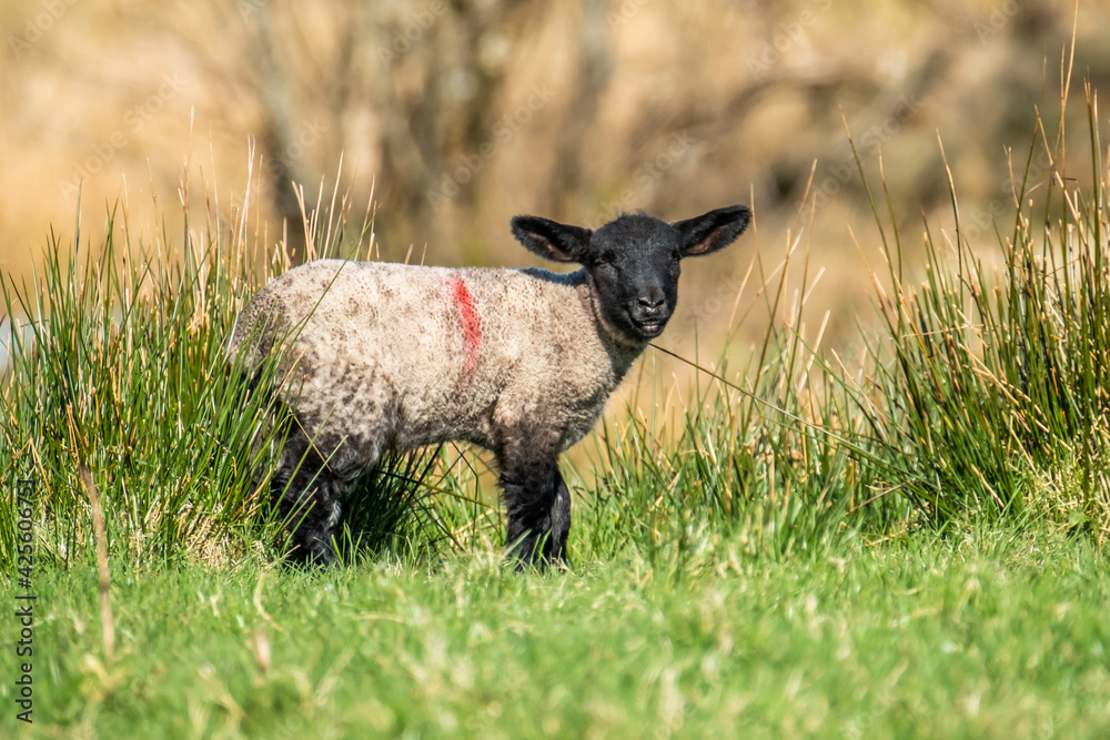 Freshly born cute lamb enjoying the pring sun in Ireland Freshly born cute lamb enjoying the pring sun in Ireland
