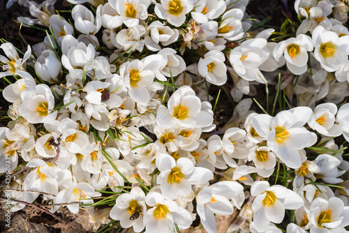 white crocuses blooming in the forest, natural background, white crocuses blooming in early spring. Top view.