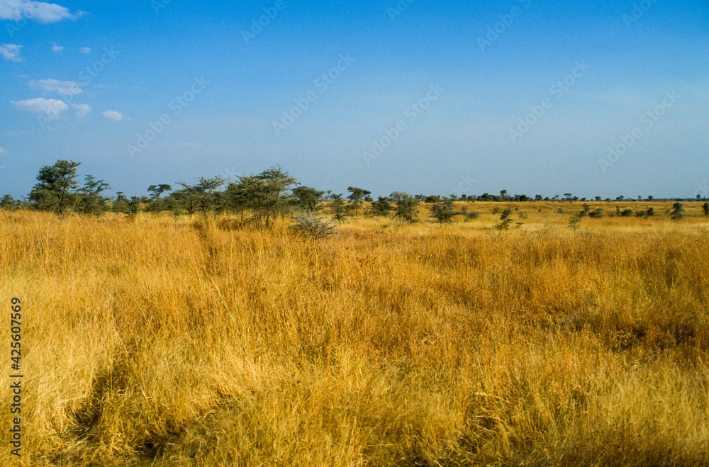 Parc national, Lac Manyara, Tanzanie Parc national, Lac Manyara, Tanzanie