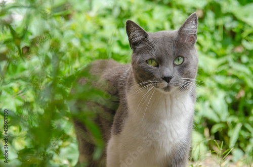 Grey an white Cat in a green background 