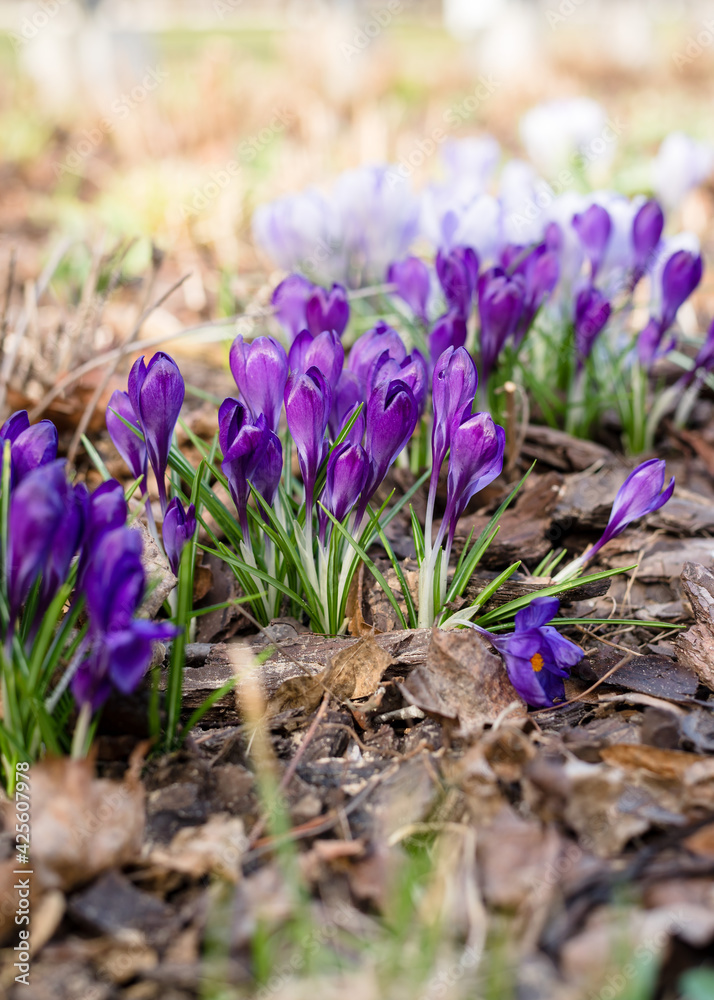 Purple crocuses blooming in the park. Crocus heuffelianus in the sunshine. Close up, soft focus. Spring nature background. Purple crocuses blooming in the park. Crocus heuffelianus in the sunshine. Close up, soft focus. Spring nature background.