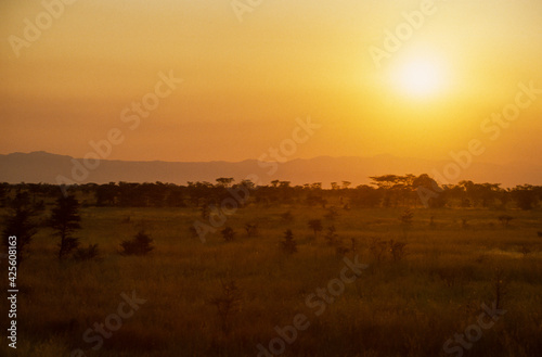 coucher de soleil  Parc national  Lac Manyara  Tanzanie