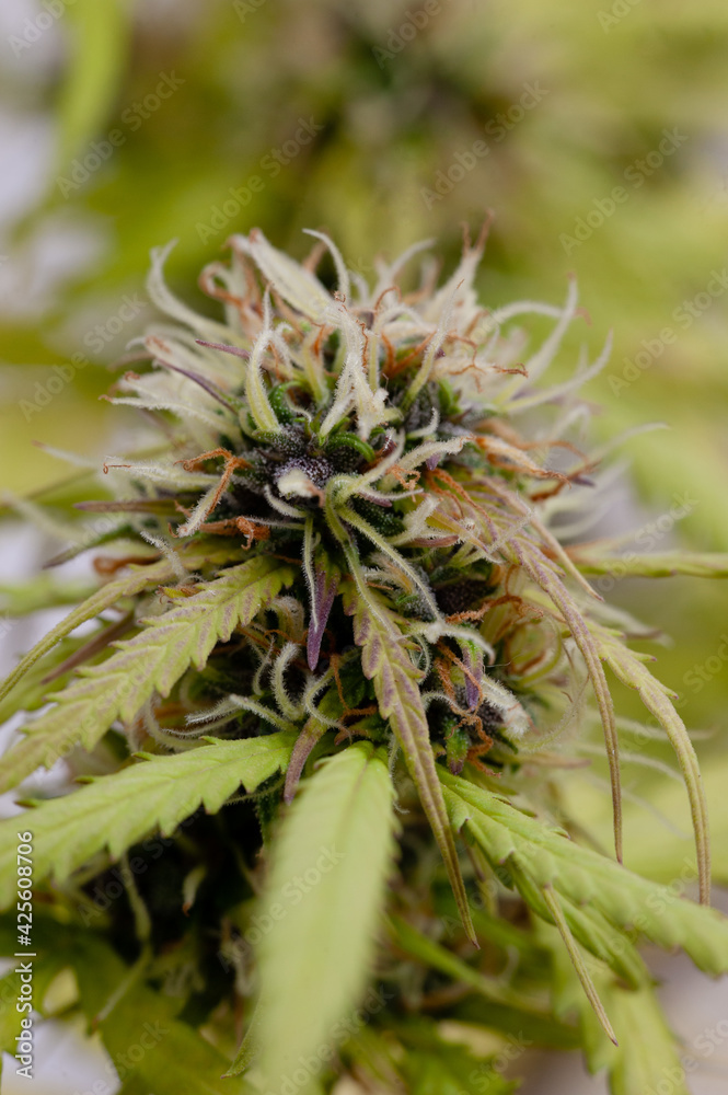 Planta de cannabis medicinal en flora Planta de cannabis medicinal en flora