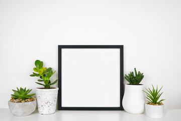 Mock up black square frame with succulent plants. White shelf against a white wall. Copy space.