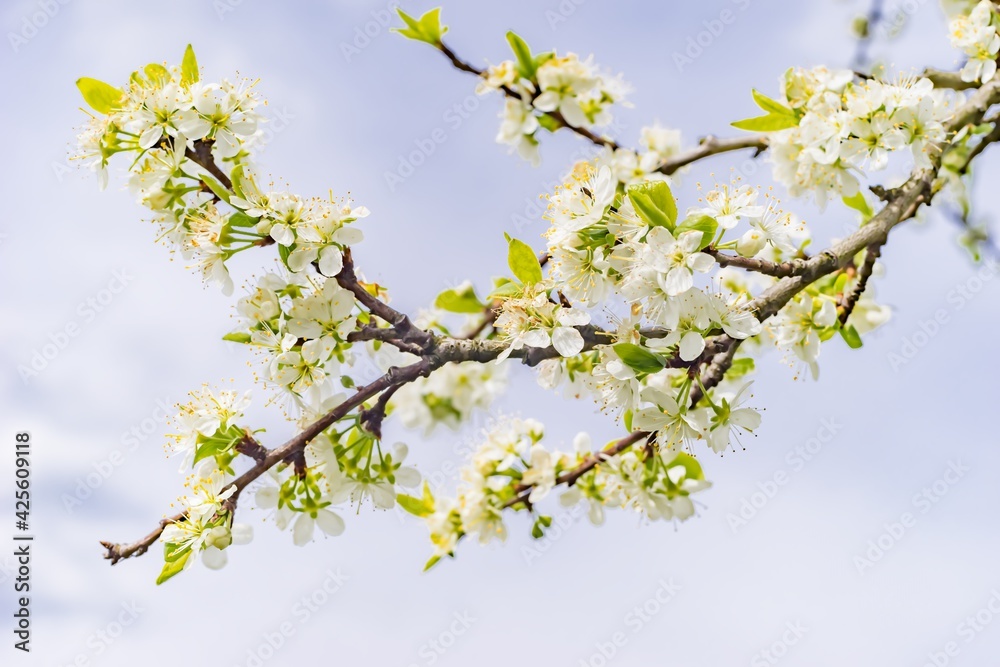 Detailaufnahme Kirschblüten  im Frühling vor blauem Himmel