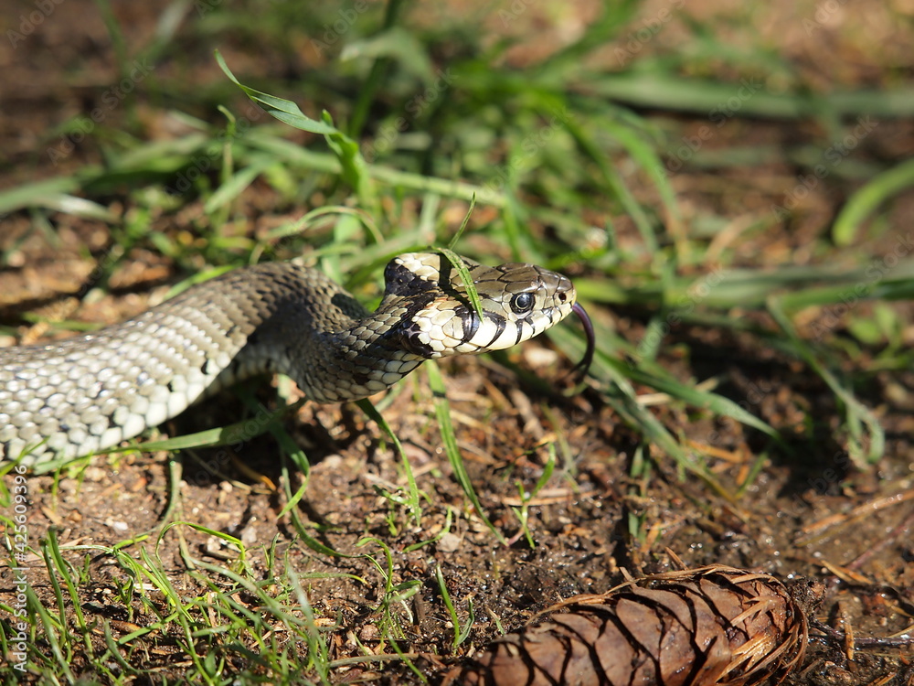 Fototapeta premium OLYMPUS DIGITAL CAMERA