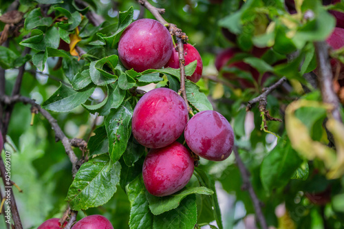 Ripe plums on a fruit tree in an organic garden. Plum is a fruit of the Prunus.