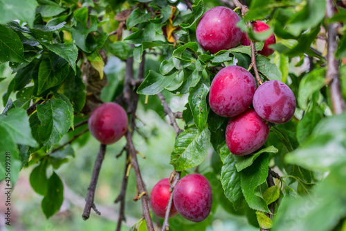 Ripe plums on a fruit tree in an organic garden. Plum is a fruit of the Prunus.