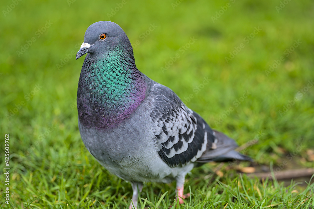 Beautiful closeup view of common city feral pigeon (Columbidae) on green lawn in Stephens Green Green Park, Dublin, Ireland. Soft and selective focus. Blurry green background Beautiful closeup view of common city feral pigeon (Columbidae) on green lawn in Stephens Green Green Park, Dublin, Ireland. Soft and selective focus. Blurry green background