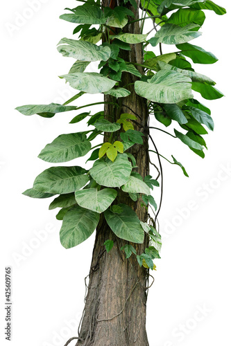 Variegated leaves golden giant Pothos (Marble Queen) or Devils ivy tropical foliage vine plant and forest vine liana plants climbing on jungle tree trunk isolated on white with clipping path.
